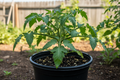 Queen of the Night Tomato  (1 Gallon Transplant)
