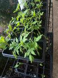 True Black Brandywine Tomato Seedlings