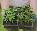 Ground Cherry Handover Seedlings