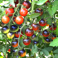 Black Cherry Tomato Seedlings