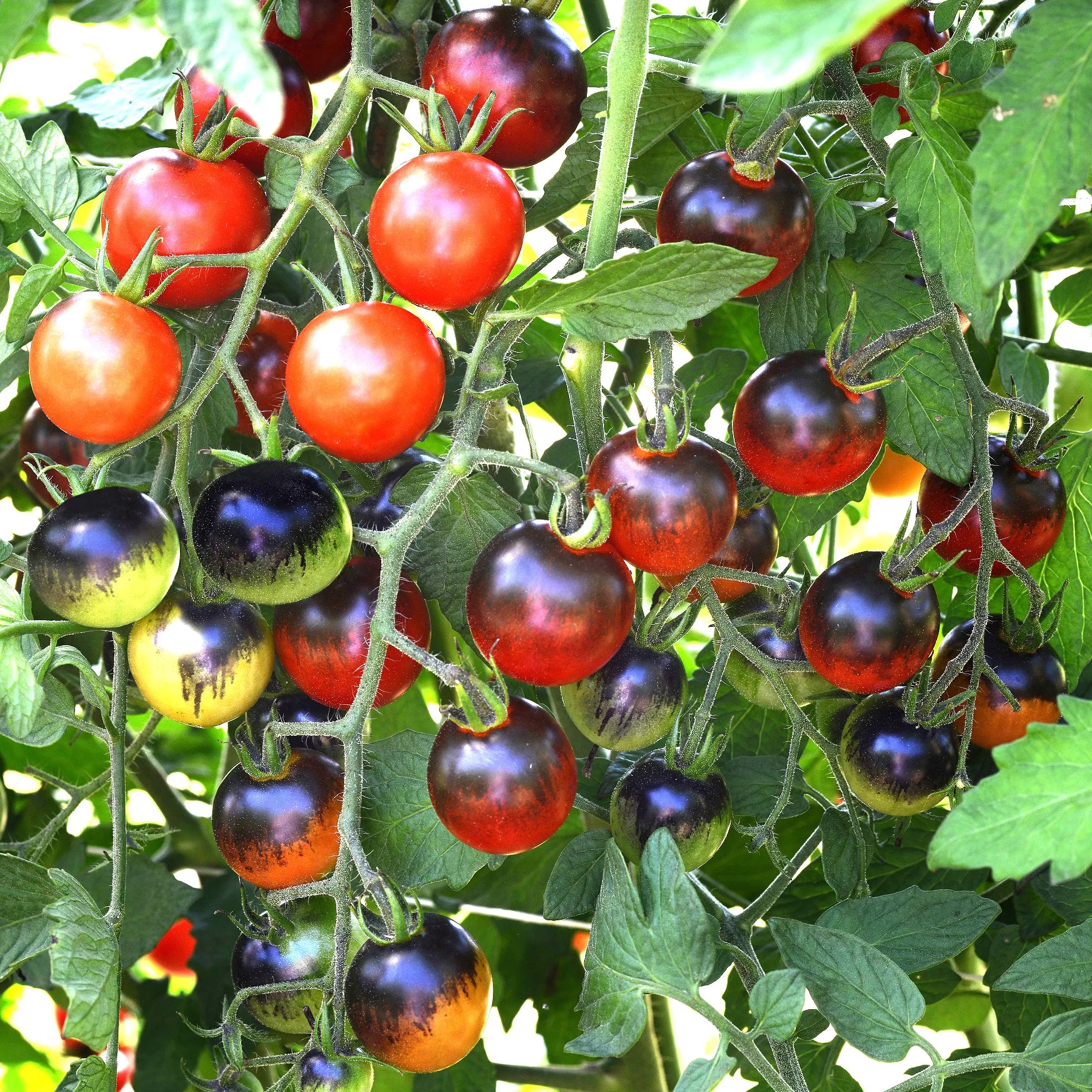 Black Cherry Tomato Seedlings
