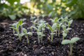 Borage Seedlings