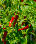 Cayenne Pepper 1 gallon