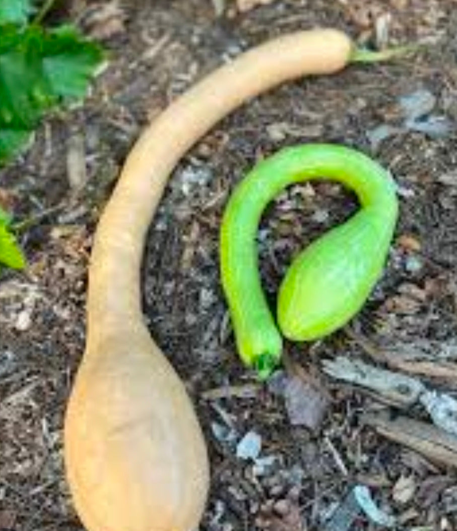 Zucchino Rampicante