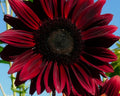 Chocolate Sunflowers