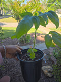 Black Cherry Tomato (1 Gallon transplant)