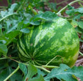 Crimson Watermelon