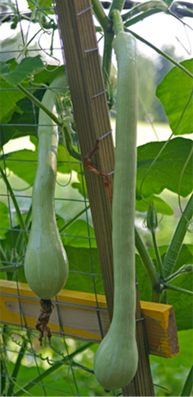 Zucchino Rampicante