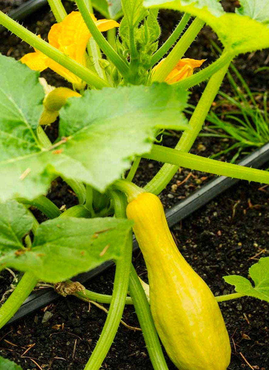 CrookNeck Squash Seedling