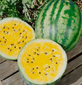 Golden Watermelon Seedling