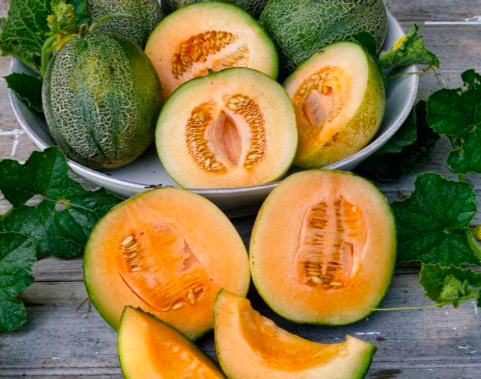 Midget, Cantaloupe