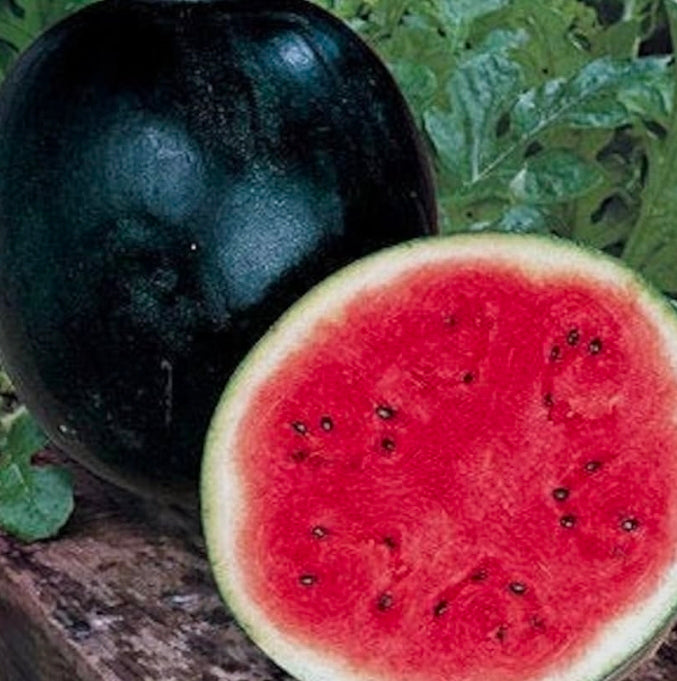 Black Jewel Watermelon Seedling