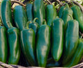 1 gallon Mammoth Pepper