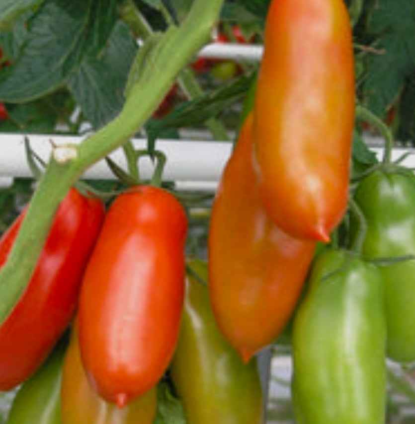 Korean Long Tomato Seedlings