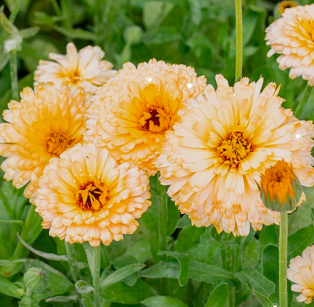 Calendula Seedlings