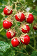 Litchi Tomatoes Seedlings