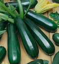 Green Zucchini seedling