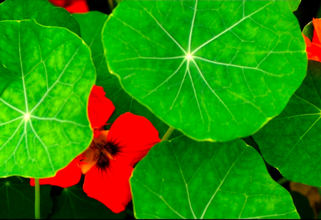 Nasturtiums Seedlings