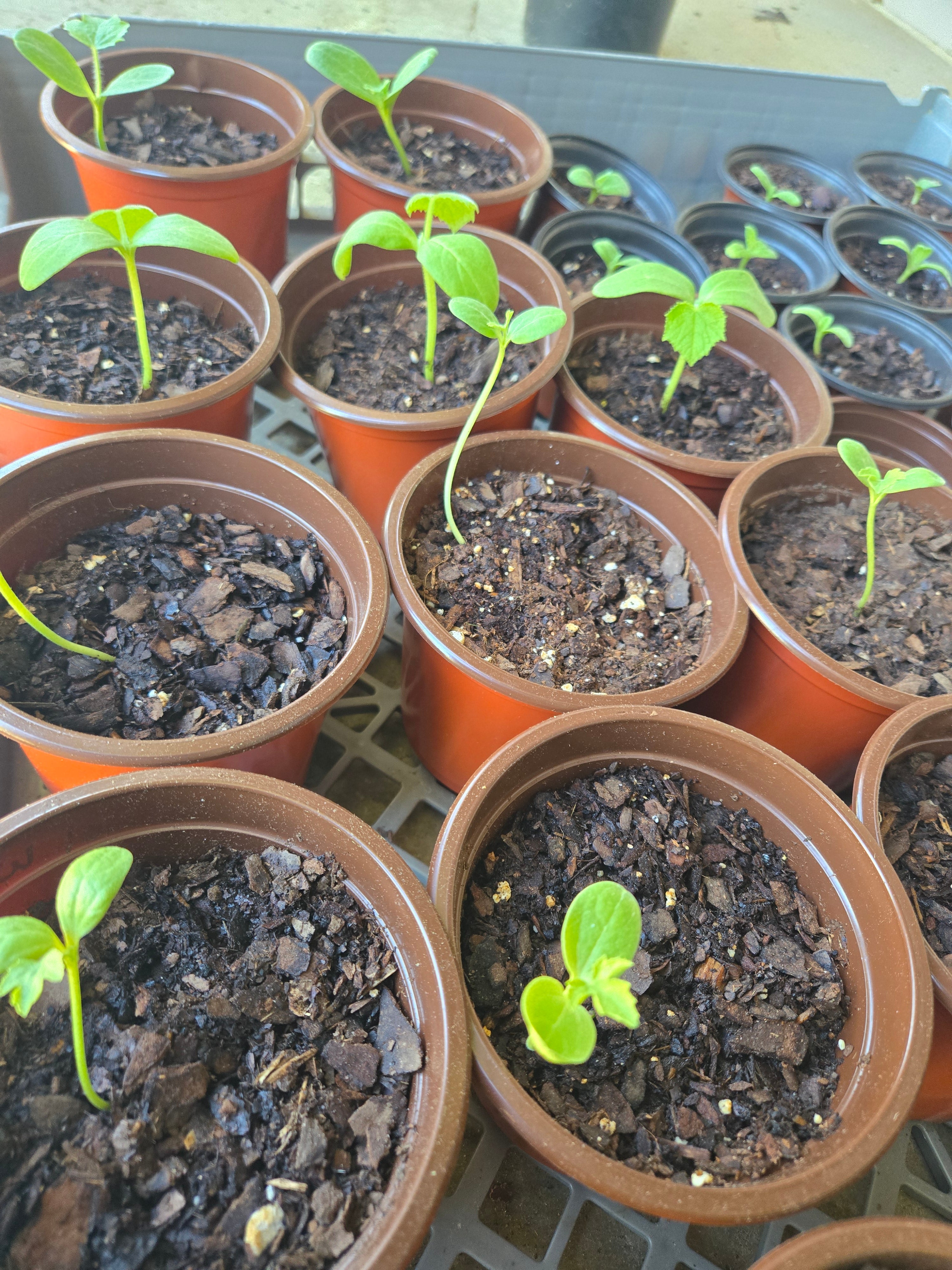 Black Jewel Watermelon Seedling