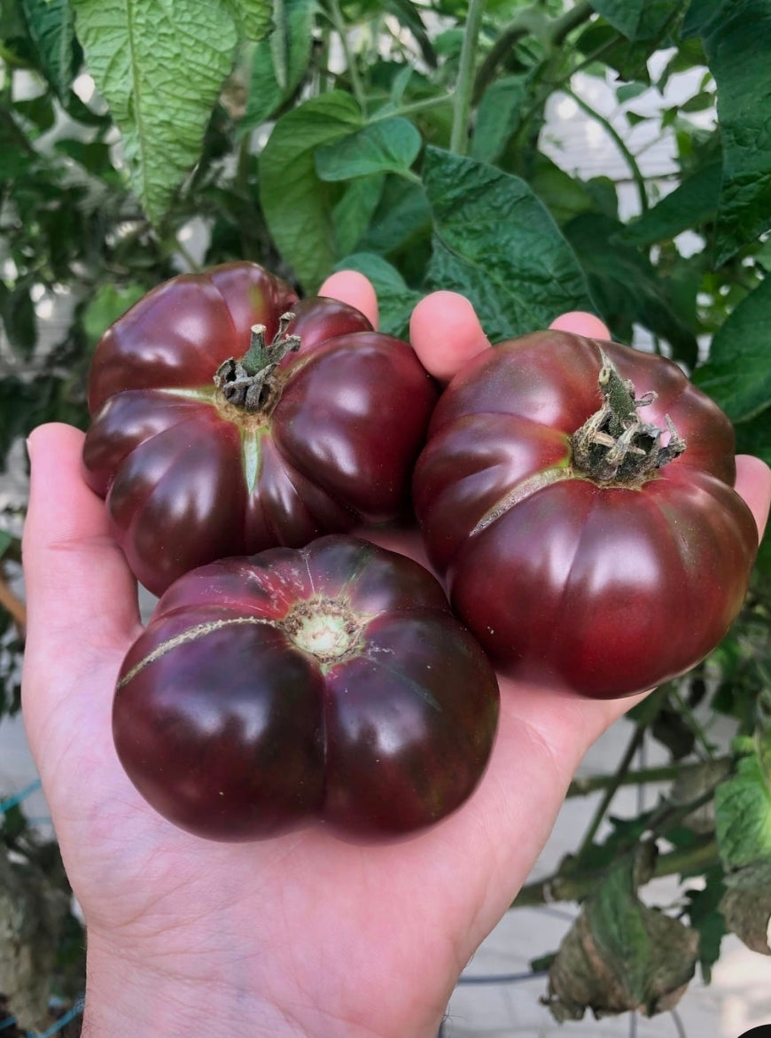 True Black Bradywine Seedlings