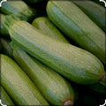 Gray Squash Seedlings