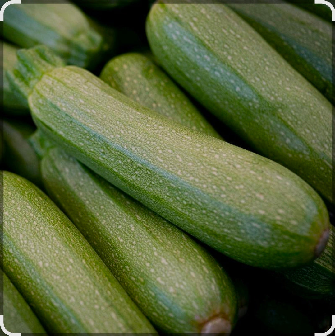 Gray Squash Seedlings