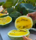 Leelanau Sweet Glow Watermelon Seedling