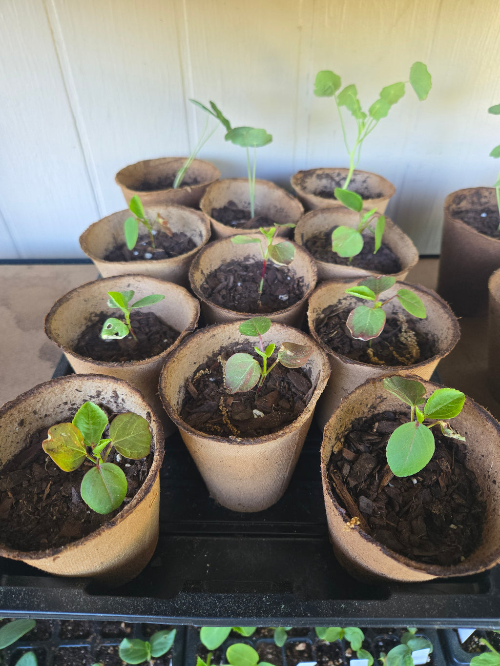 Roselle Sorrell Seedlings