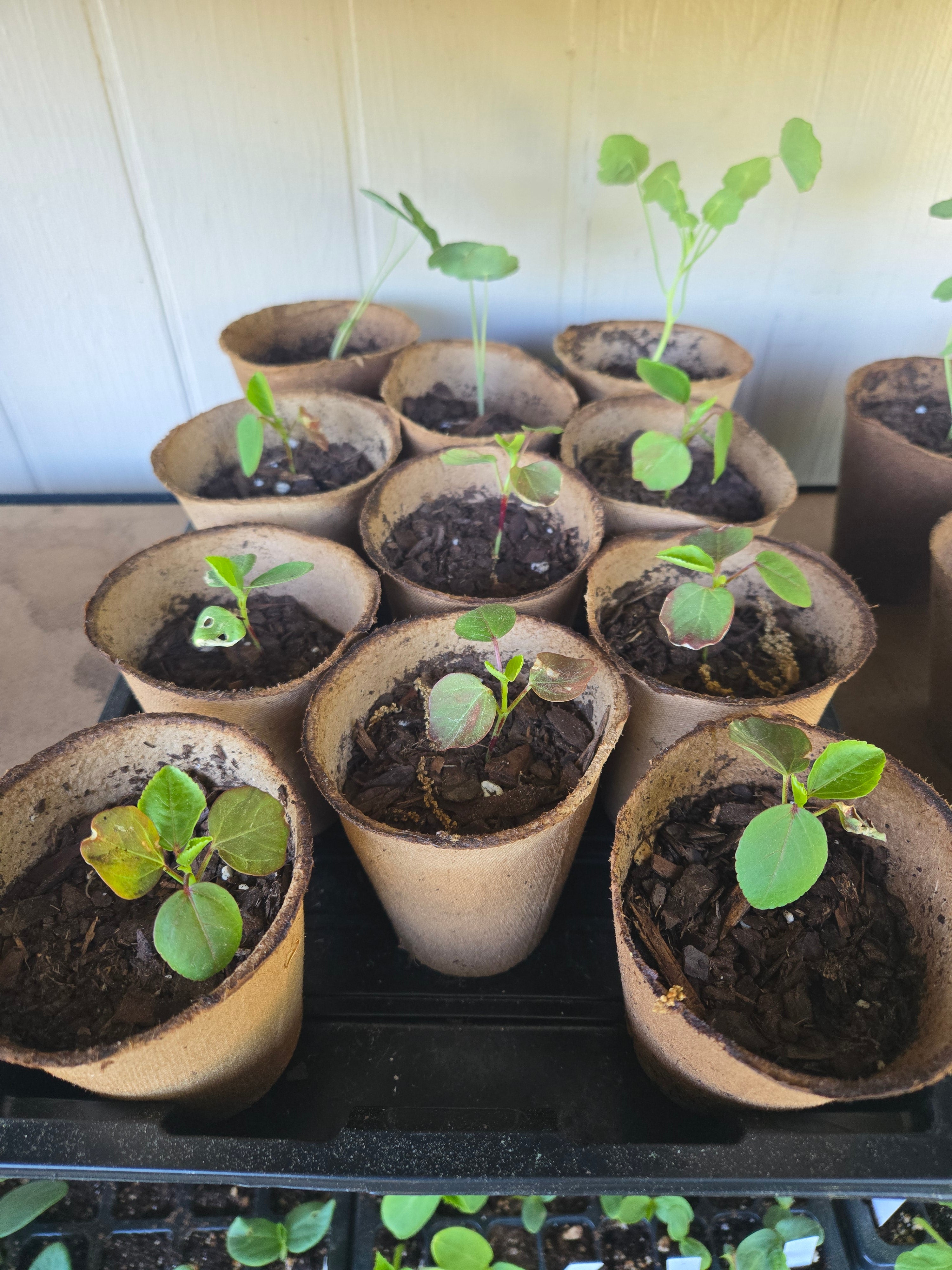 Roselle Sorrell Seedlings