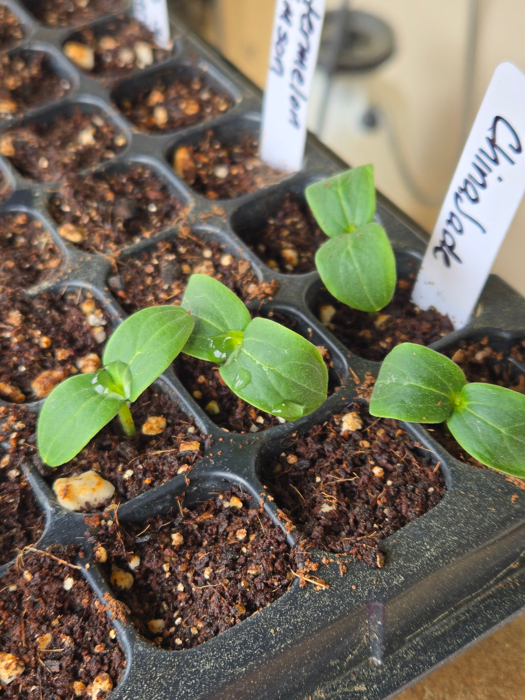 China Jade Cucumber Seedling