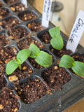 China Jade Cucumber Seedling