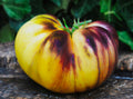 Sort Rolaise Seedling