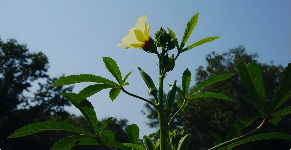 Okra Seedlings