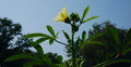 Okra Seedlings
