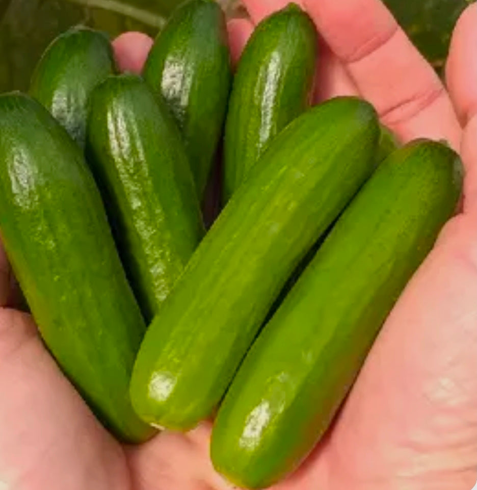 Beit Alpha Cucumber Seedlings
