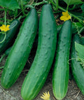 Tendergreen Burpless Cucumber Seedling