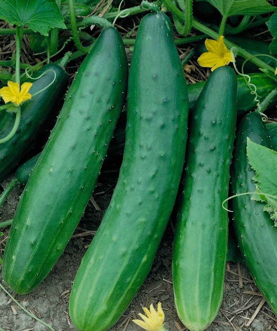 Dragon Burpless Cucumber Seedling