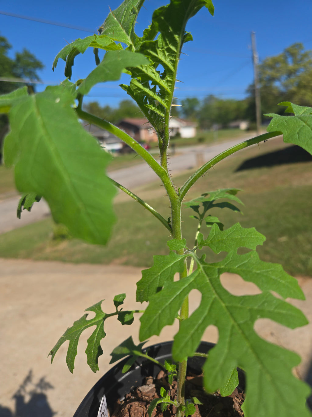 Litchi Tomatoes (1 Gallon transplant)
