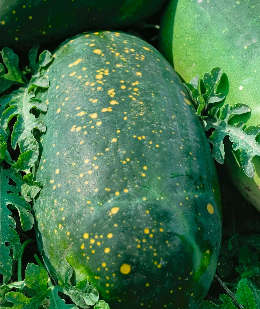 Moon  & Stars Watermelon Seedlings
