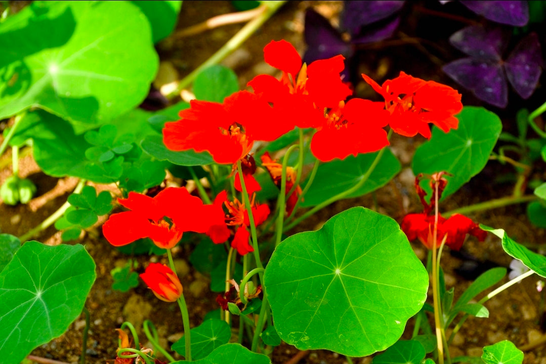 Nasturtiums Seedlings