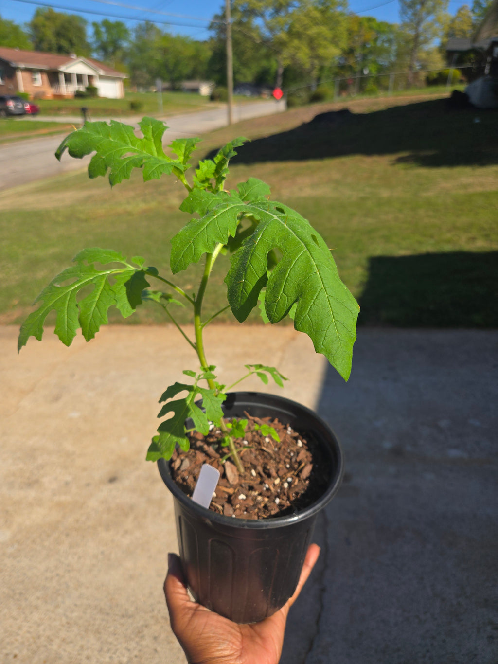 True Black Brandywine Tomato Seedlings