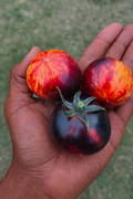Queen of the night Tomato Seedlings