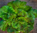 De Russie Lettuce Seedlings