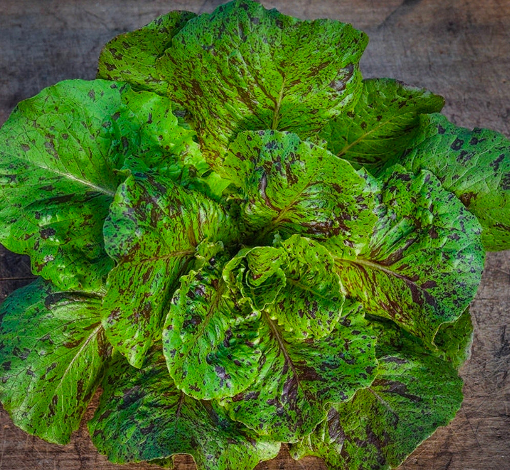 De Russie Lettuce Seedlings